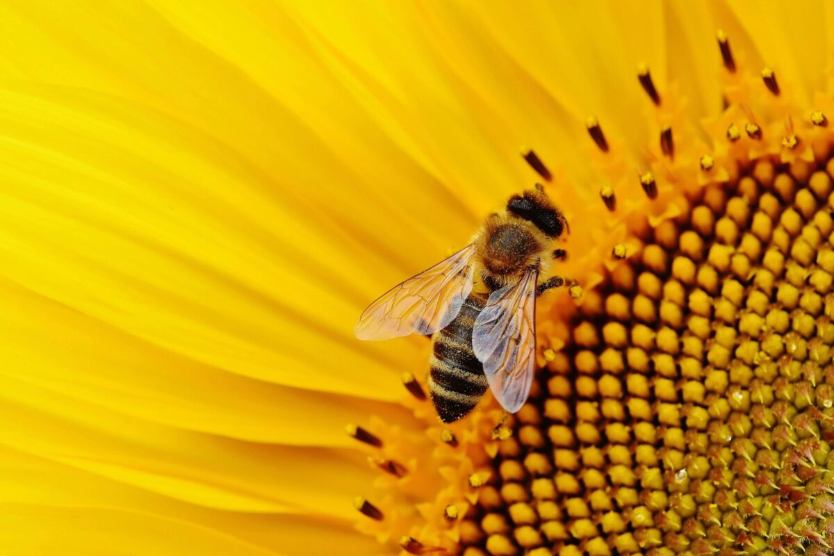 unclose of a small bee on a yellow sunflower